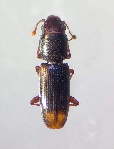 Rhizophagus sp.